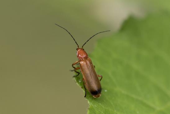 Roter Weichkäfer     Rhagonycha fulva      ( Sachsen-Anhalt Juli 2020 )