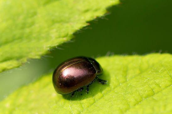 Blattkäfer Chrysolina sp. welcher??    varians, rufa, staphylaea ??             ( Baden - Württemberg  Juni 2025 )