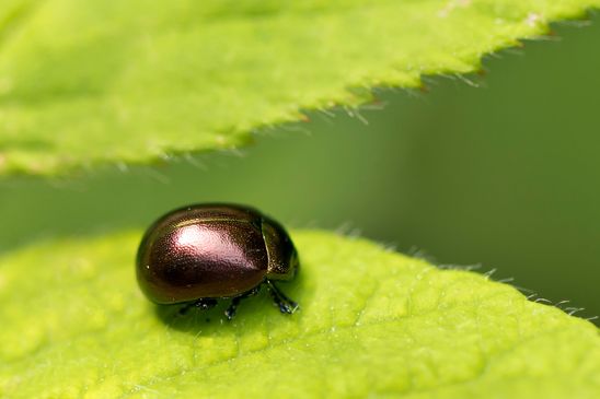 Blattkäfer Chrysolina sp. welcher??   varians, rufa, staphylaea ??       ( Baden - Württemberg  Juni 2025 )