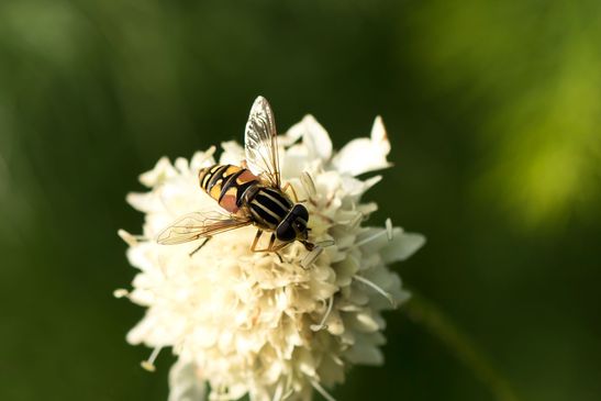 Gemeine Sumpfschwebfliege  / Gemeine Sonnenschwebfliege       Helophilus pendulus      ( Sachsen - Anhalt September 2021 )