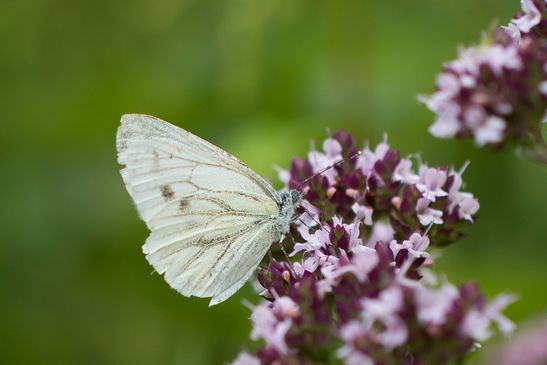 Rapsweißling     Pieris napi          ( Sachsen-Anhalt August 2023 )