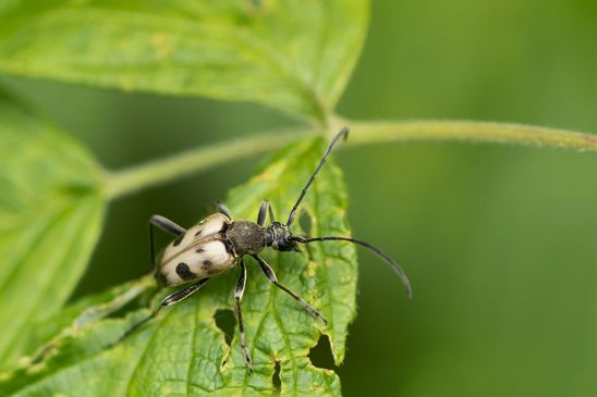 Gefleckter Blütenbock         Pachytodes cerambyciformis          ( Baden - Württemberg Juni 2025 )