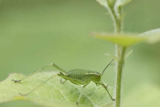 Punktierte Zartschrecke     Leptophyes punctatissima    ( weibliche Larve )     ( Sachsen-Anhalt Juli 2020 )