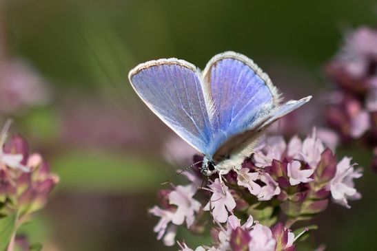 Hauhechel - Bläuling     Polyommatus icarus     männlich         ( Sachsen Anhalt August 2023 )   