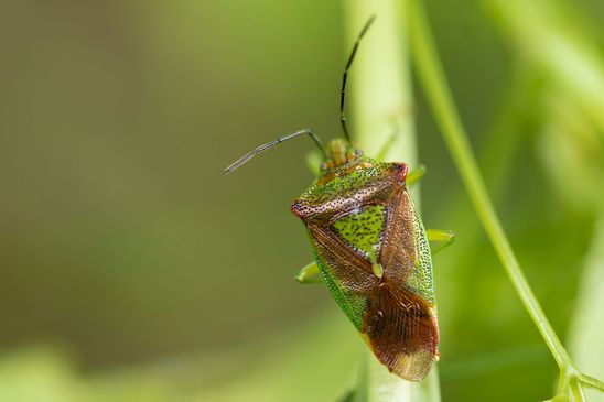 Wipfel-Stachelwanze        Acanthosoma haemorrhoidale             ( Baden - Württemberg  Juni 2025 )