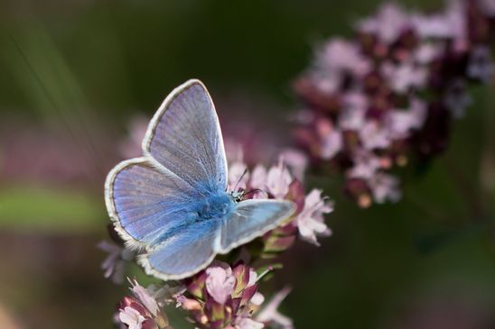 Hauhechel - Bläuling     Polyommatus icarus     männlich         ( Sachsen Anhalt August 2023 )   