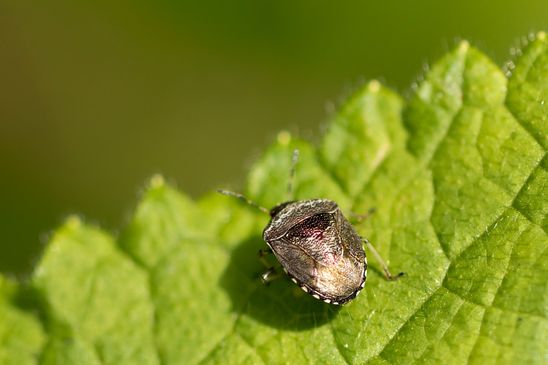 Schillerwanze         Eysarcoris venustissimus          ( Baden - Württemberg  Juni 2025 )
