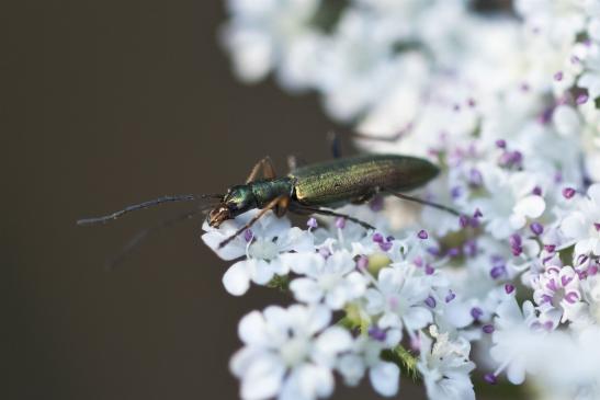 Scheinbockkäfer       kein deutscher Name vorhanden       Chrysanthia nigricornis       ( Sachsen-Anhalt Juli 2020 )       