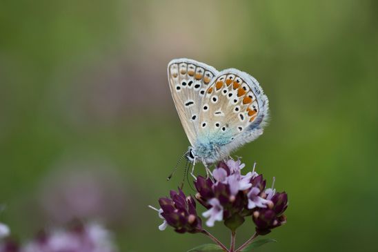Hauhechel - Bläuling     Polyommatus icarus     männlich         ( Sachsen Anhalt August 2023 )   