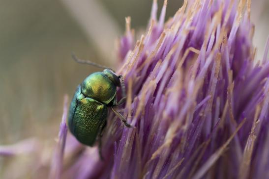 Seidiger Fallkäfer     Cryptocephalus sericeus     oder       Smaragd - Fallkäfer      Chryptocephalus aureolis  ( Sachsen-Anhalt Juli 2020 )     