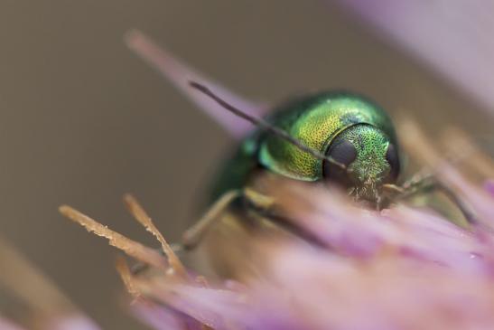 Seidiger Fallkäfer     Cryptocephalus sericeus       oder       Smaragd - Fallkäfer      Chryptocephalus aureolis       ( Sachsen-Anhalt Juli 2020 )     