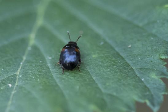 Rotfleckiger Faulholzkäfer        Tritoma bipustulata        ( Sachsen-Anhalt Juli 2020 )  