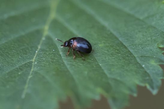 Rotfleckiger Faulholzkäfer        Tritoma bipustulata        ( Sachsen-Anhalt Juli 2020 )  