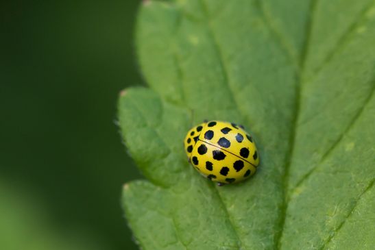 Zweiundzwanzigpunkt     Psyllobora vigintiduopunctata     ( Sachsen-Anhalt August 2023 )