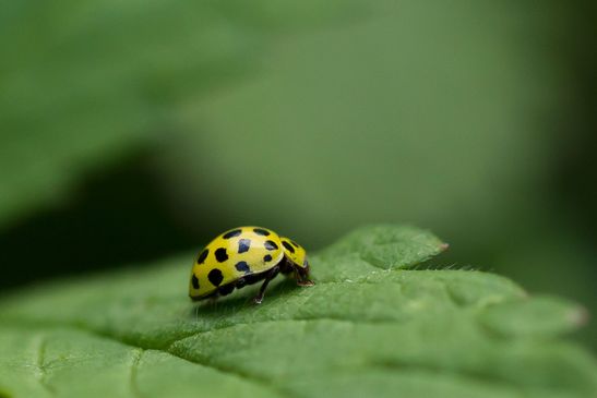 Zweiundzwanzigpunkt     Psyllobora vigintiduopunctata     ( Sachsen-Anhalt August 2023 )