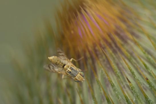 Bohrfliege     Chaetorellia jaceae     männlich      ( Sachsen-Anhalt Juli 2020 )     