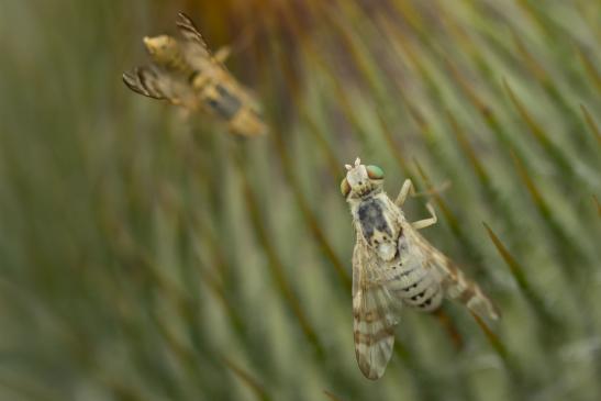 Bohrfliege      Chaetorellia jaceae      weiblich      ( Sachsen-Anhalt Juli 2020 )     