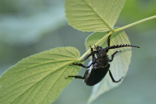 Sägebock       Prionus coriarius       männlich       ( Sachsen - Anhalt Juli 2020 )