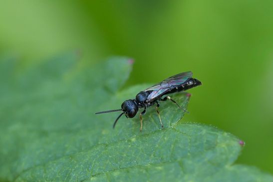 Grabwespe noch unbestimmt             ( Sachsen - Anhalt August 2023 )