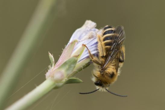 Wald - Pelzbiene     Anthophora furcata      männlich?     Streifen - Pelzbiene       Anthophora aestivalis?      ( Sachsen-Anhalt Juli 2020 )