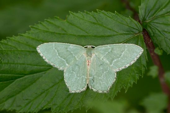 Gebüsch - Grünspanner      Hemithea aestivaria      ( Baden-Württemberg Juni 2025 )