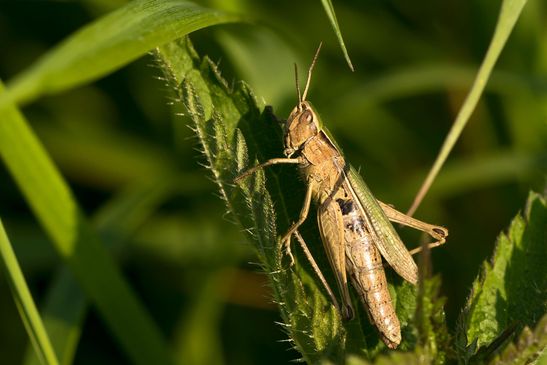 eventuell  Weißrandiger Grashüpfer ???         Chorthippus albomarginatus            ( Sachsen-Anhalt September 2021 )  
