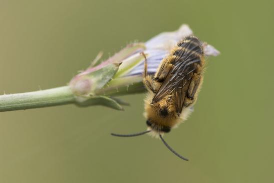 Wald - Pelzbiene     Anthophora furcata     männlich     ( Sachsen-Anhalt Juli 2020 )