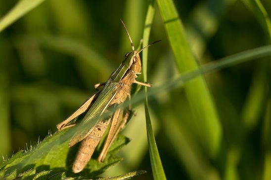 eventuell  Weißrandiger Grashüpfer ???         Chorthippus albomarginatus            ( Sachsen-Anhalt September 2021 ) 