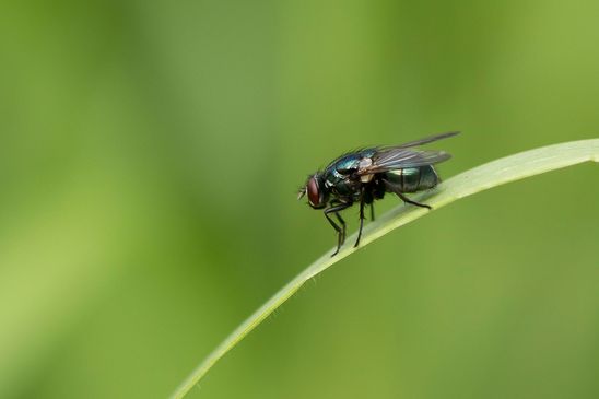  Schmeißfliege        ev.  Lucilia silvarum           ( Baden - Württemberg  Juni 2025 )