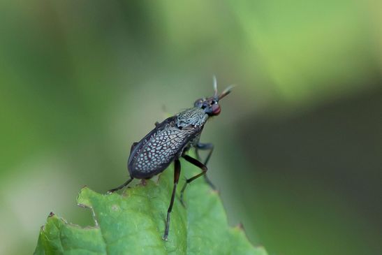 Melierte Schneckenfliege      Coremacera marginata            ( Sachsen - Anhalt Juni 2026 )  