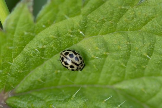 Sechzehnpunkt - Marienkäfer         Tytthaspis sedecimpunctata         ( Sachsen-Anhalt  September 2021 )