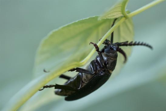 Sägebock       Prionus coriarius       männlich       ( Sachsen - Anhalt Juli 2020 )