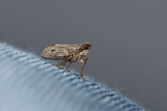 Echte Käferzikade       Issus coleoptratus                 ( Baden - Württemberg Juni 2025 )