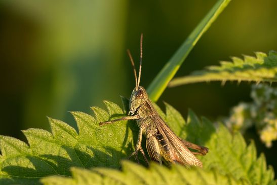 noch unbestimmt          ( Sachsen - Anhalt September 2021 ) 