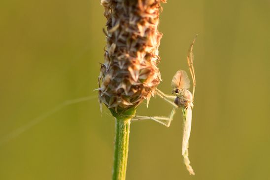Zuckmücke       kein deutscher Name bekannt       Chironomus plumosus   oder   Chironomus riparius    ( Sachsen - Anhalt  September 2021 )