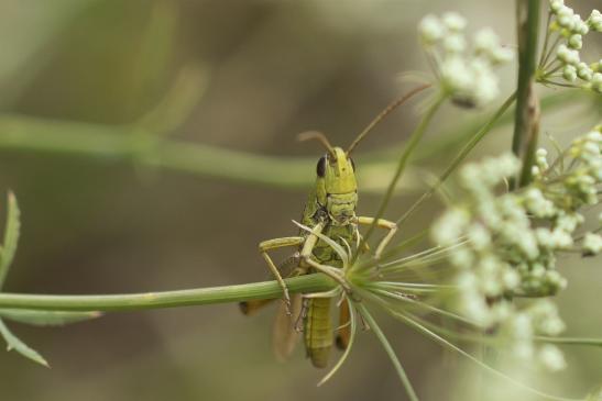 Gemeiner Grashüpfer     Pseudochorthippus parallelus     männlich      ( Sachsen-Anhalt Juli 2020 )