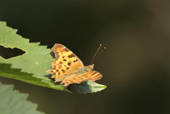 C Falter       Polygonia c-album        ( Sachsen-Anhalt August 2020 )         