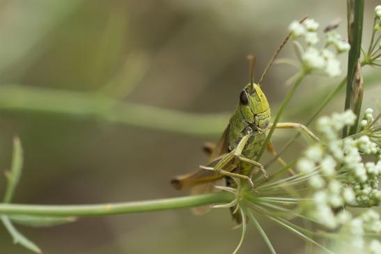 Gemeiner Grashüpfer     Pseudochorthippus parallelus     männlich      ( Sachsen-Anhalt Juli 2020 )