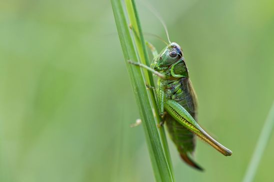 Roesels Beißschrecke       Metrioptera roeselii         weiblich         ( Sachsen - Anhalt August 2023 )    
