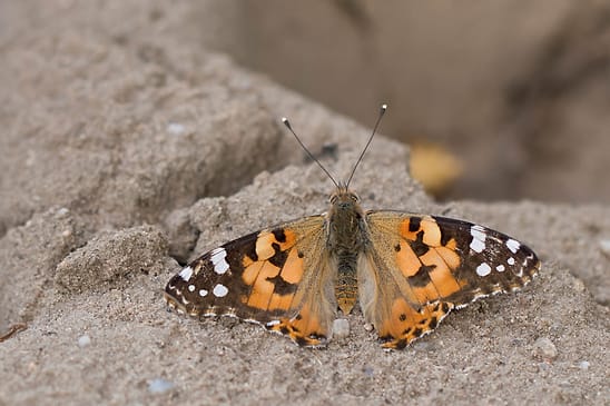 Distelfalter     Vanessa cardui          ( Baden - Württemberg Juni 2026 )