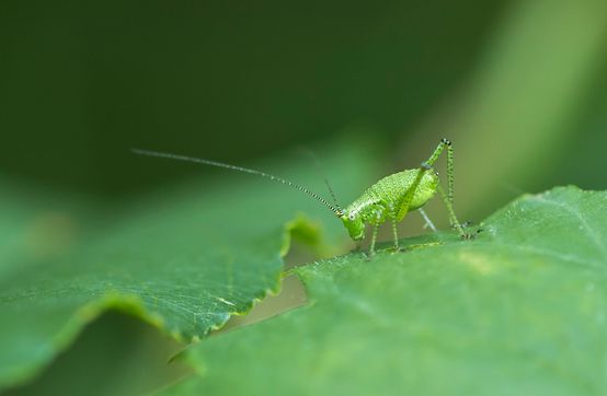 Noch unbestimmt Nymphe          ( Baden - Württemberg Juni 2025 )