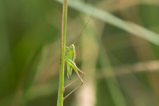 Zweifarbige Beißschrecke          Bicolorana bicolor          weiblich          ( Baden - Württemberg Juni 2026 )