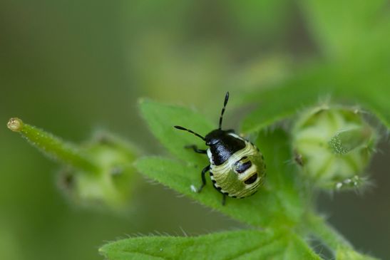 Grüne Stinkwanze    ( Larve )      Palomena prasina              ( Baden - Württemberg  Juni 2025 )