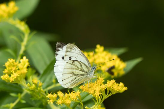 Rapsweißling     Pieris napi        ( Sachsen-Anhalt September 2021 )  