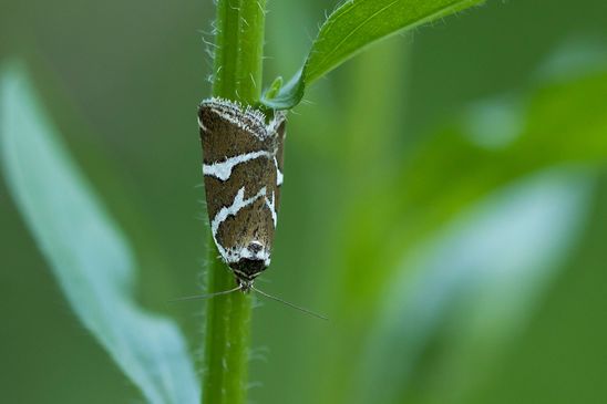 Silbereulchen        Deltote bankiana          ( Baden - Württemberg Juni  2025 )