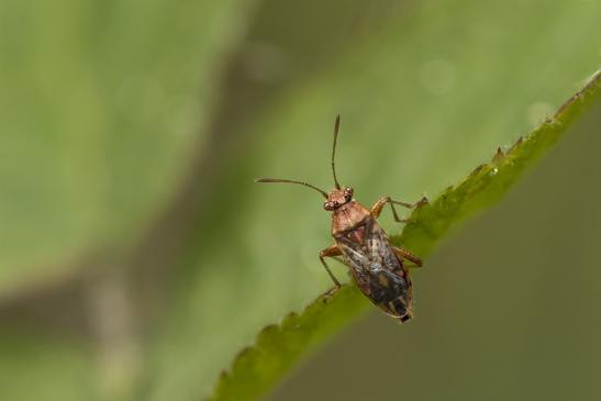 Glasflügelwanze       kein deutscher Name bekannt       Rhopalus parumpunctatus       ( Sachsen-Anhalt August 2020 ) 