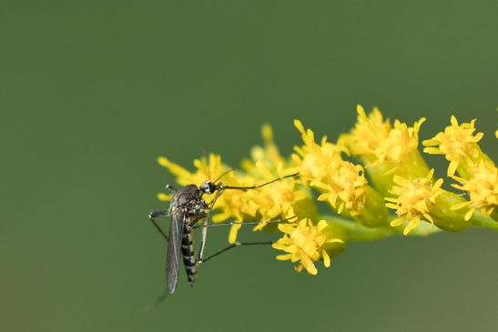 Asiatische Buschmücke       Aedes japonicus      ( Hulecoeteomyia japonica )         weiblich         ( Sachsen - Anhalt  September  2021 )
