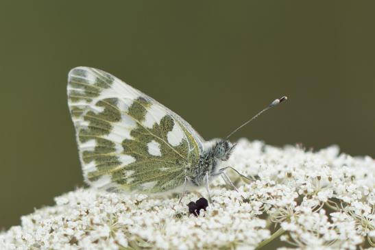 Resedafalter     Pontia edusa     oder     Pontia  daplidice      ( Sachsen-Anhalt Juli 2020 )  