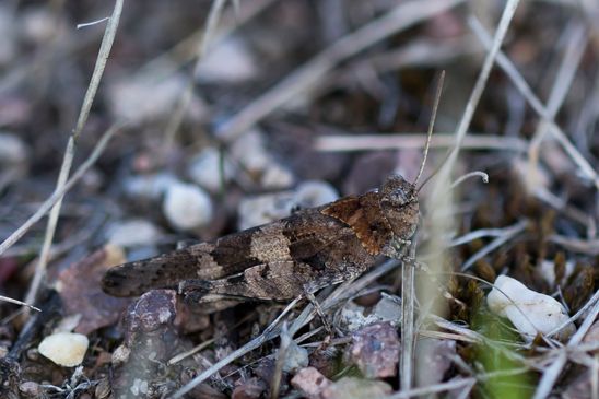  Blauflügelige Ödlandschrecke         Oedipoda caerulescens         ( Sachsen - Anhalt August 2023 )       