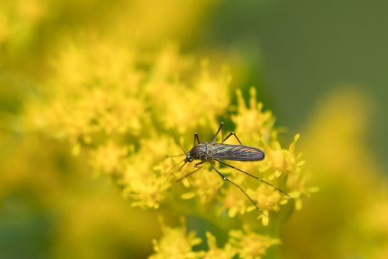 Asiatische Buschmücke       Aedes japonicus        ( Hulecoeteomyia japonica )                ( Sachsen - Anhalt  September  2021 )